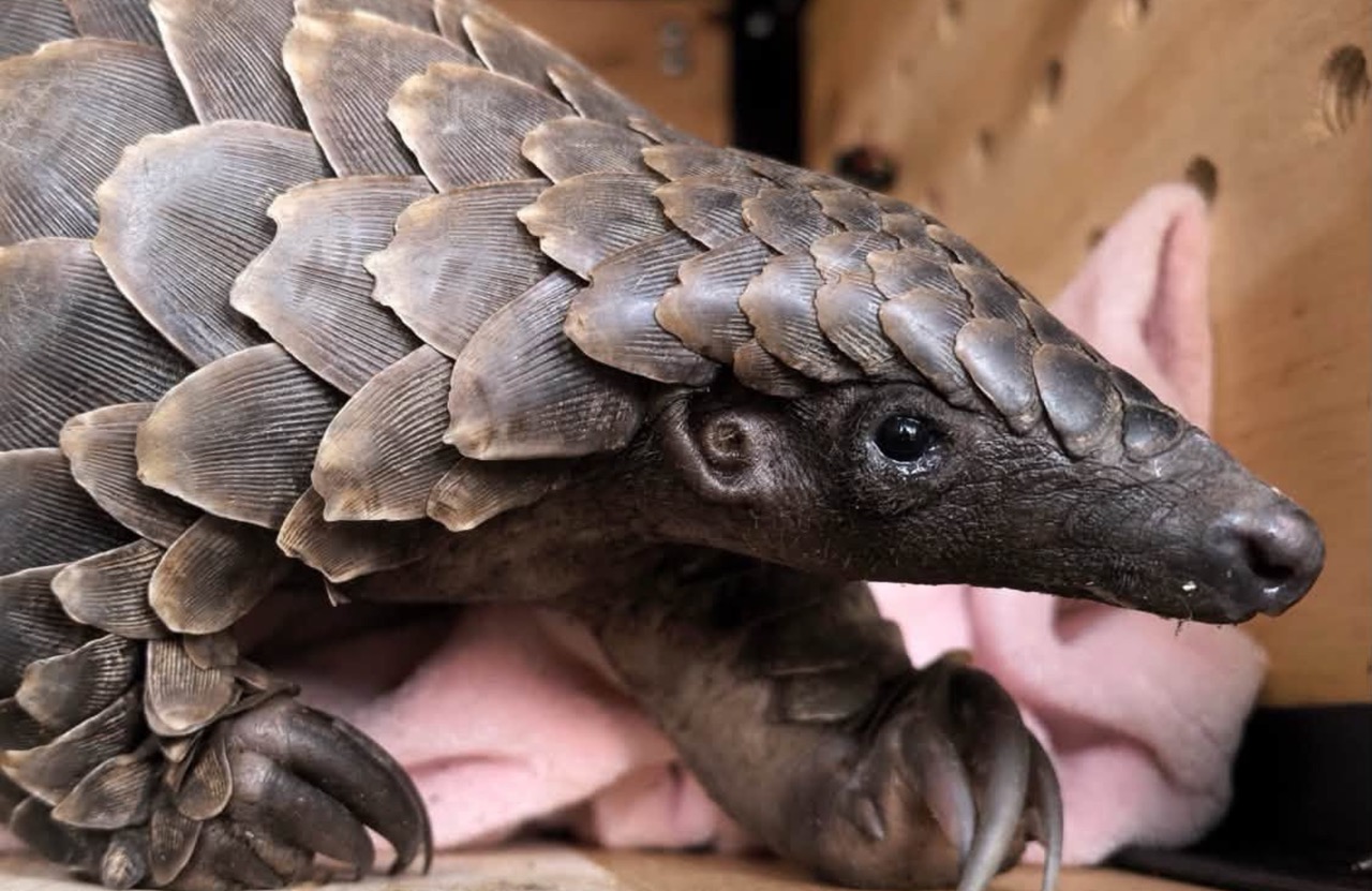 Pangolin
