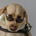 Shades Day