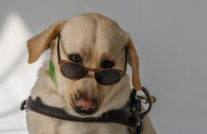 Shades Day