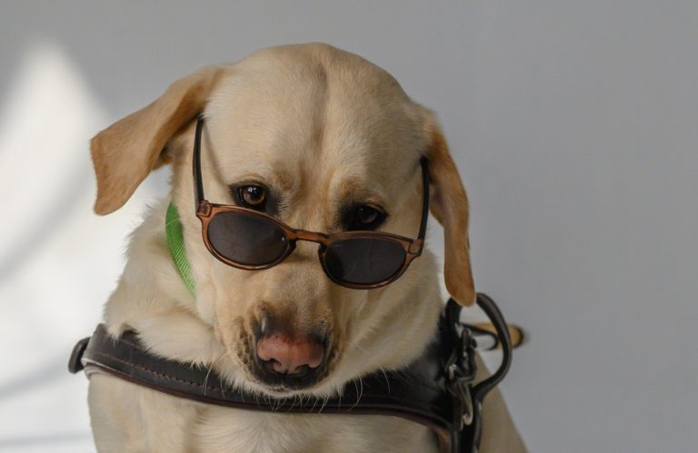 Shades Day