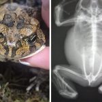 Toad