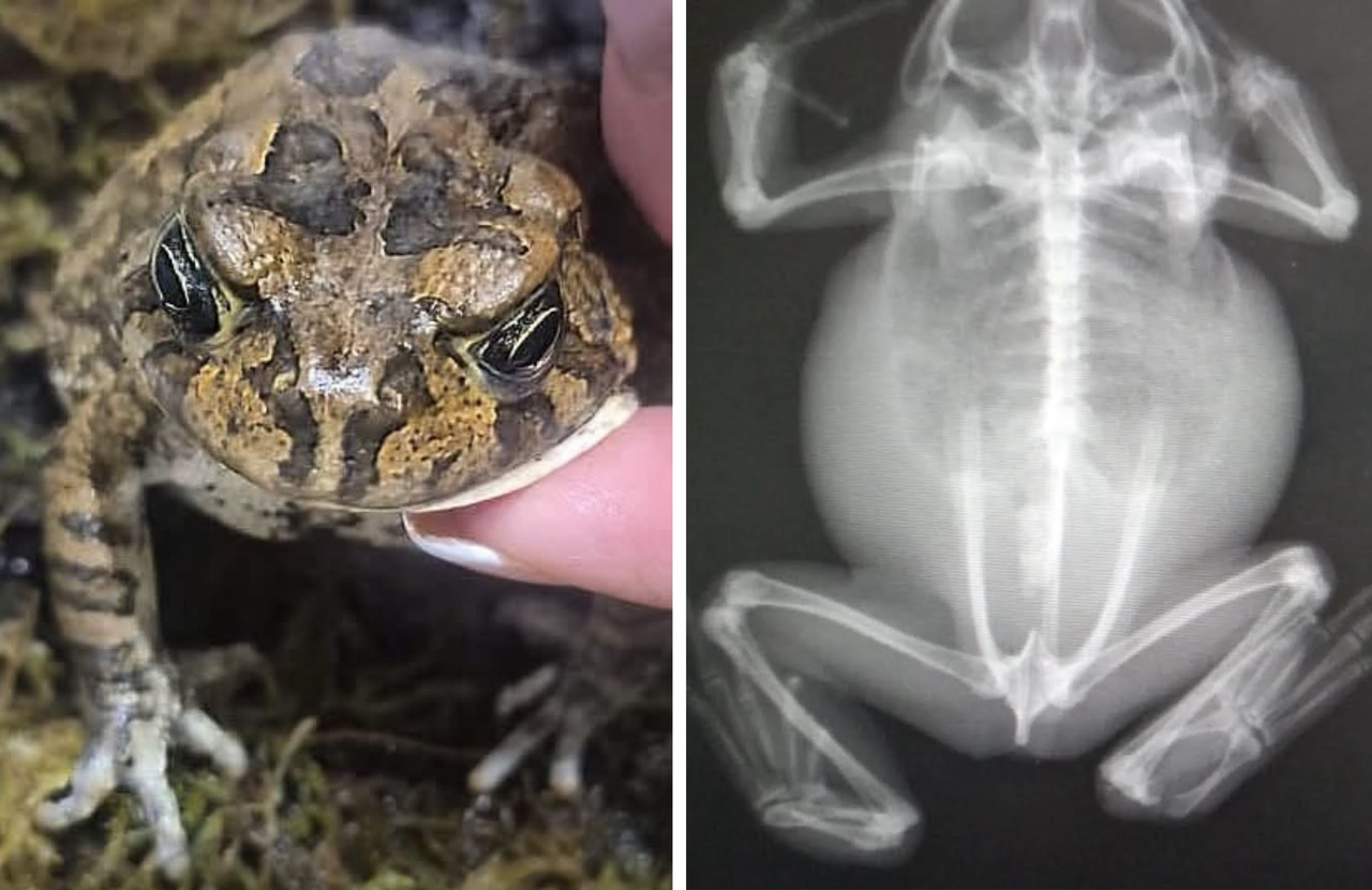 Toad