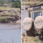Tourists Safe After Game Drive Takes Wild Turn!