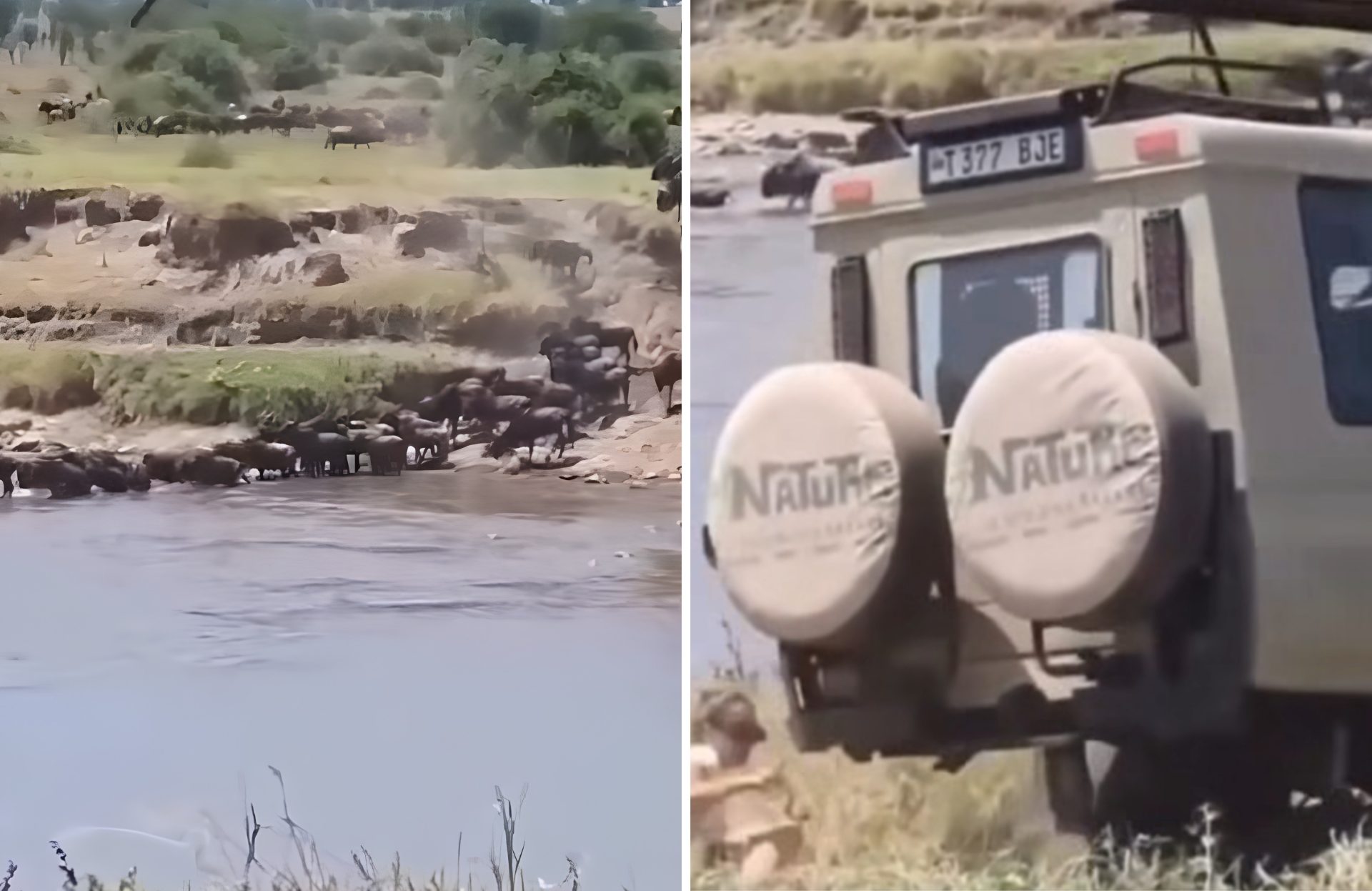 Tourists Safe After Game Drive Takes Wild Turn!