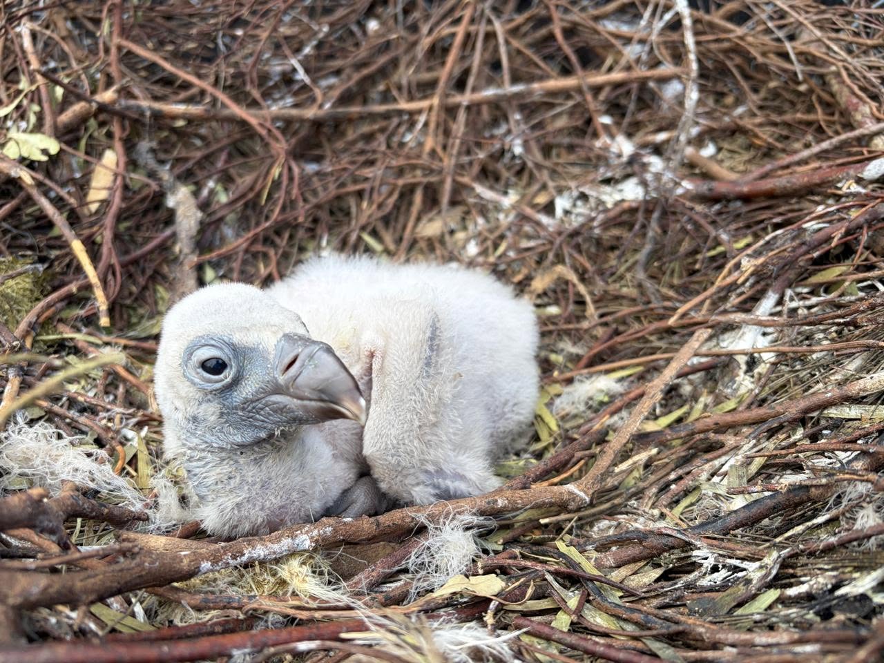 Cape Vulture
