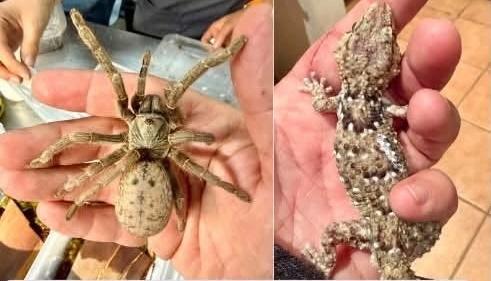Hundreds of Wildlife Patients
