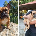 French bulldog Table View