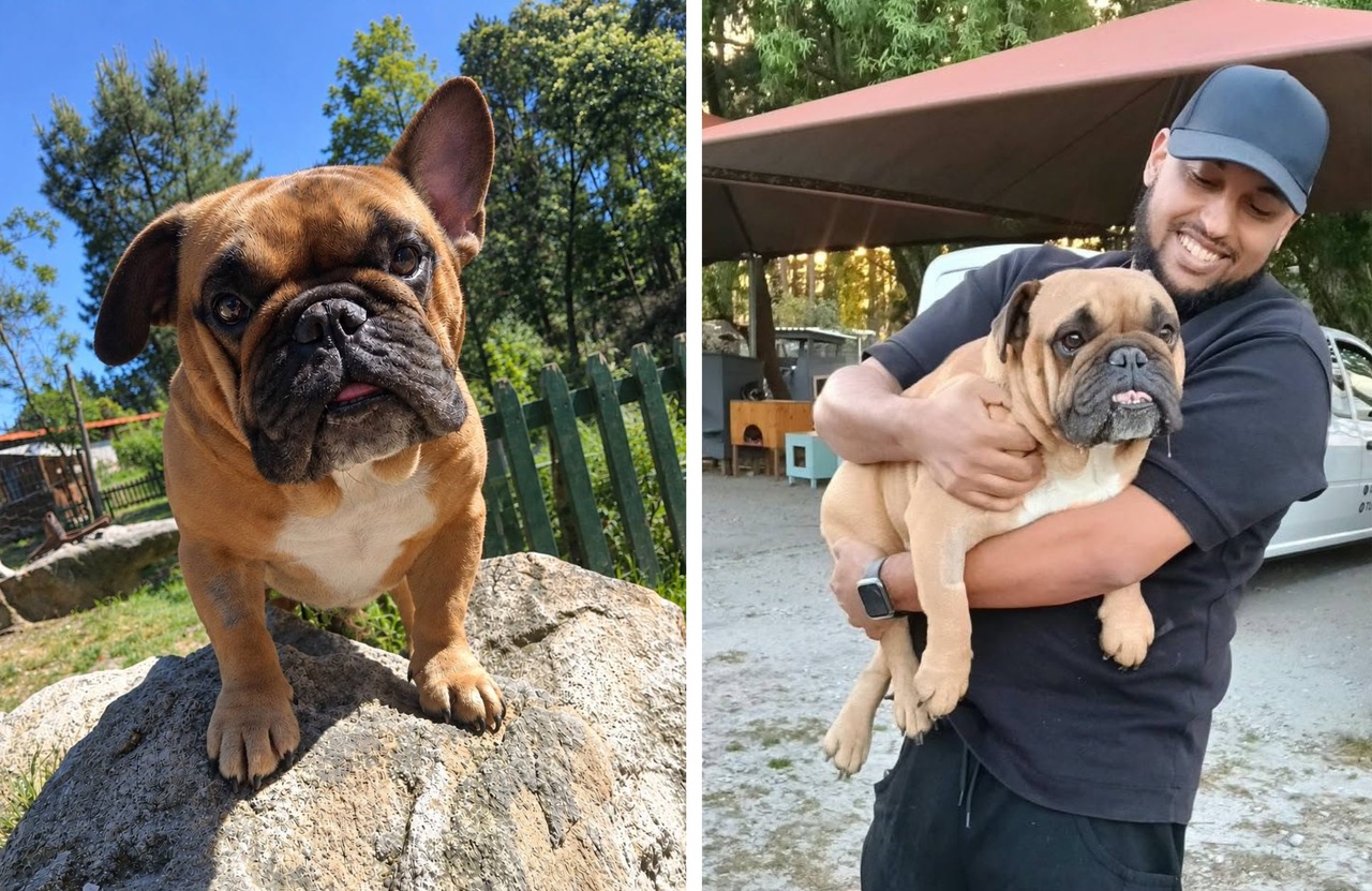 French bulldog Table View