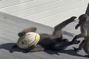 Baboons Play rugby