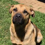 Basson Rescue