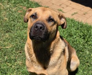 Basson Rescue