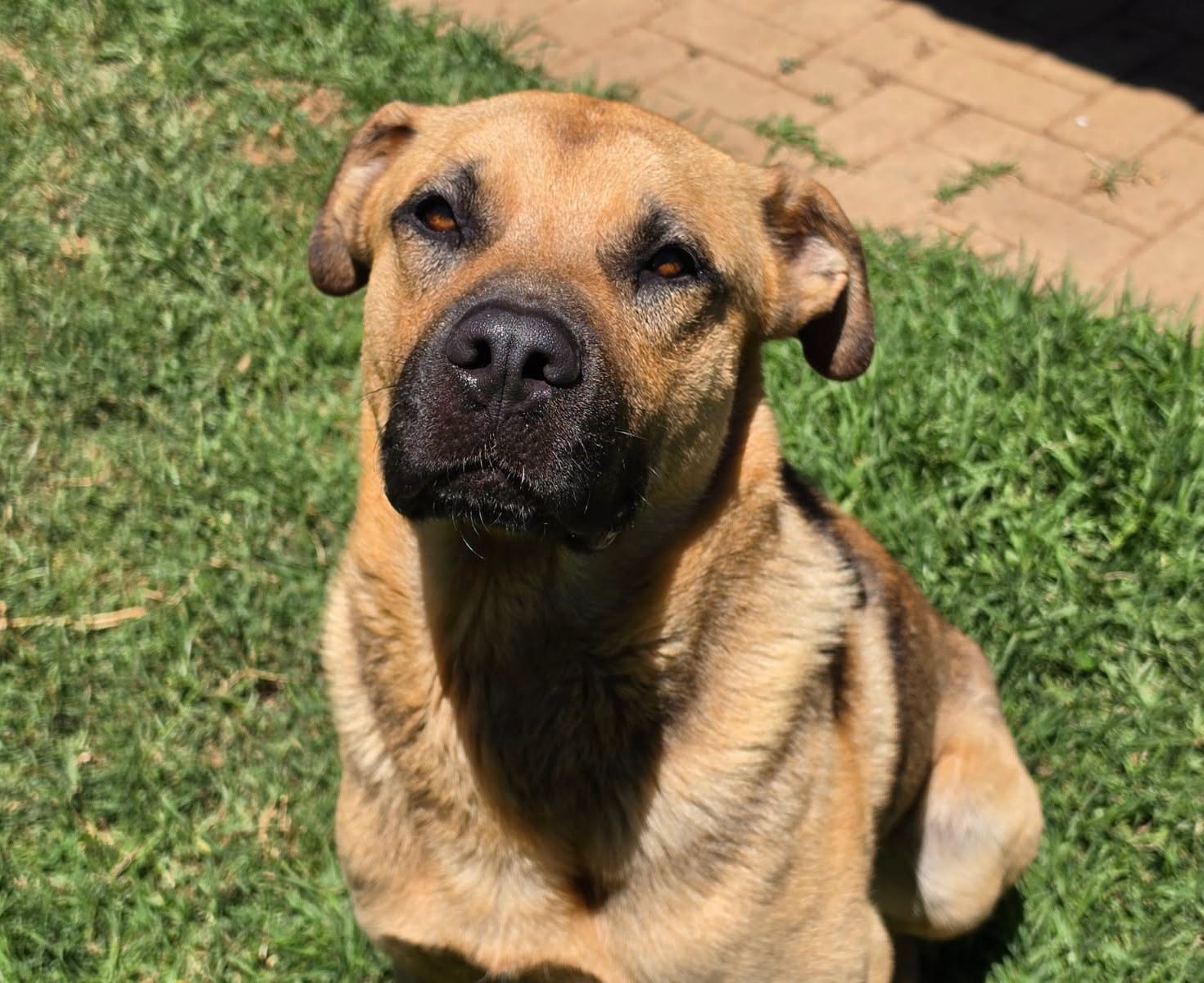 Basson Rescue
