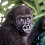 Bili The Gorilla | Bili’s Journey: How Africa Came Together for One Little Gorilla