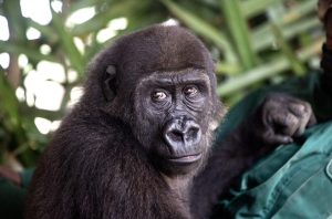 Bili The Gorilla | Bili’s Journey: How Africa Came Together for One Little Gorilla