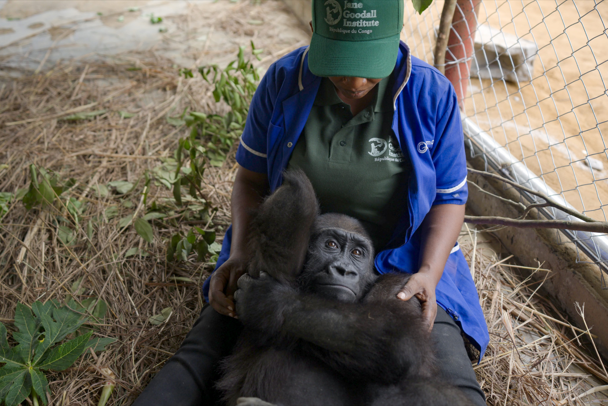 Bili The Gorilla | Bili’s Journey: How Africa Came Together for One Little Gorilla