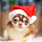 Santa Cause for Paws