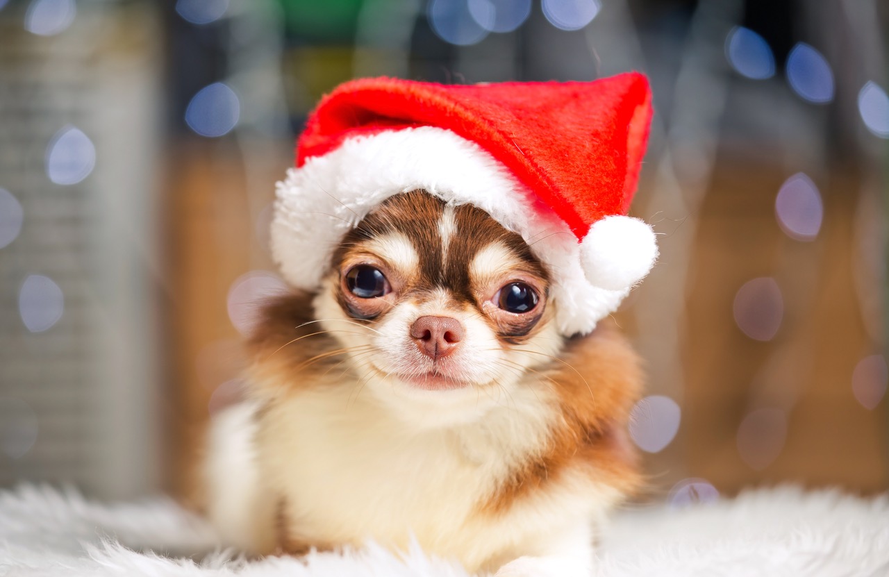Santa Cause for Paws