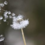 Rewonderment