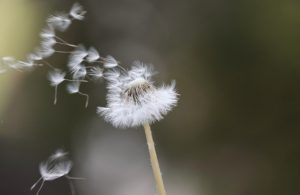 Rewonderment