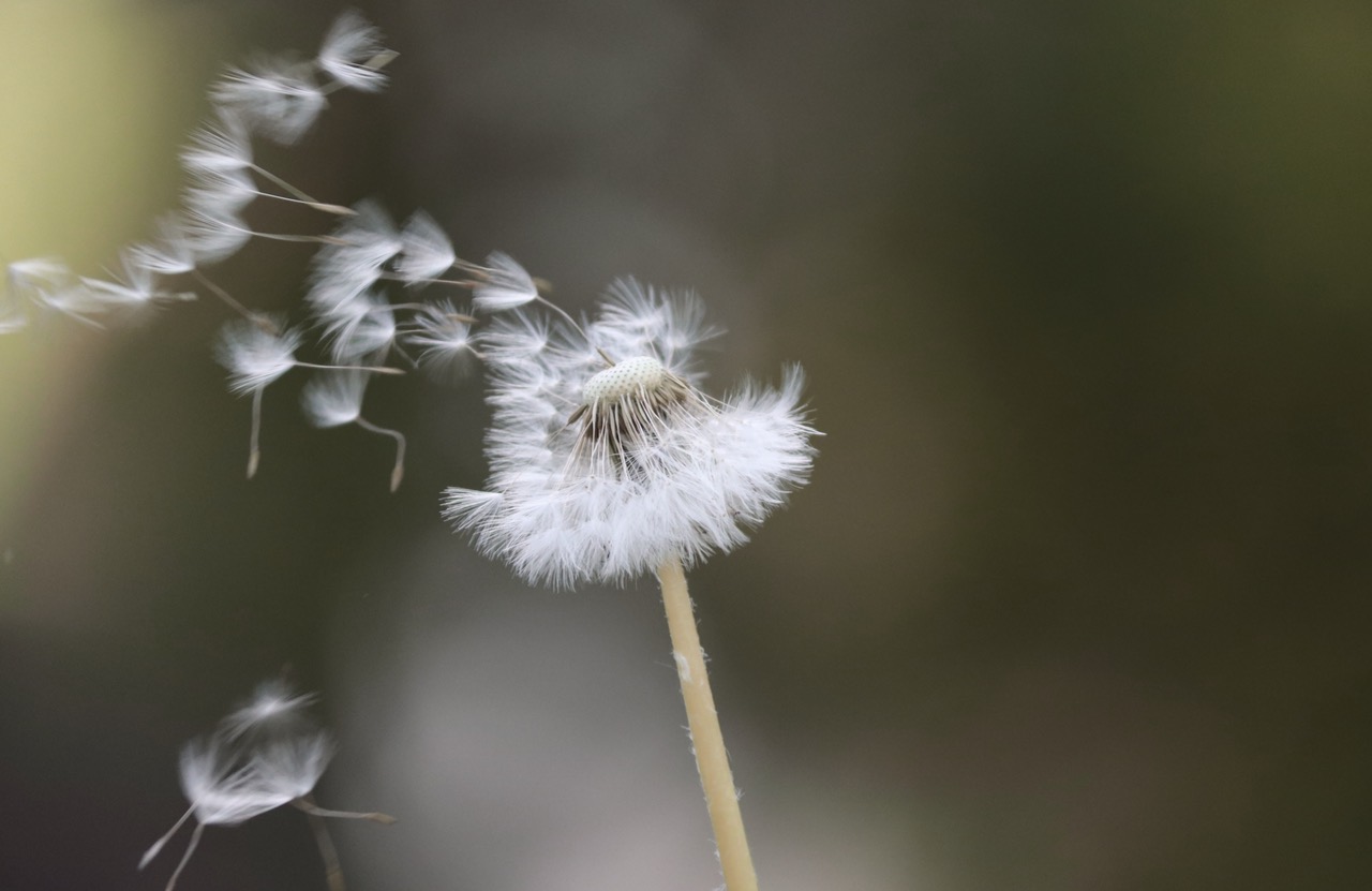 Rewonderment
