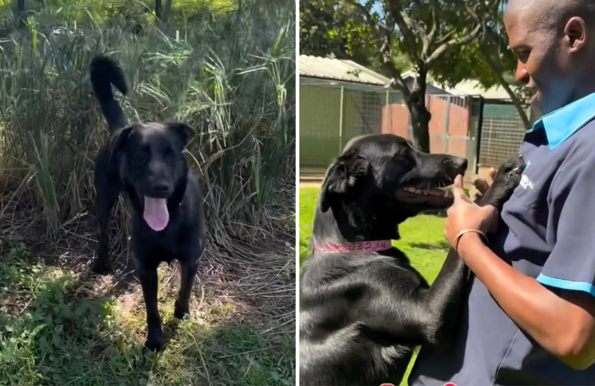 Durban SPCA Diesel