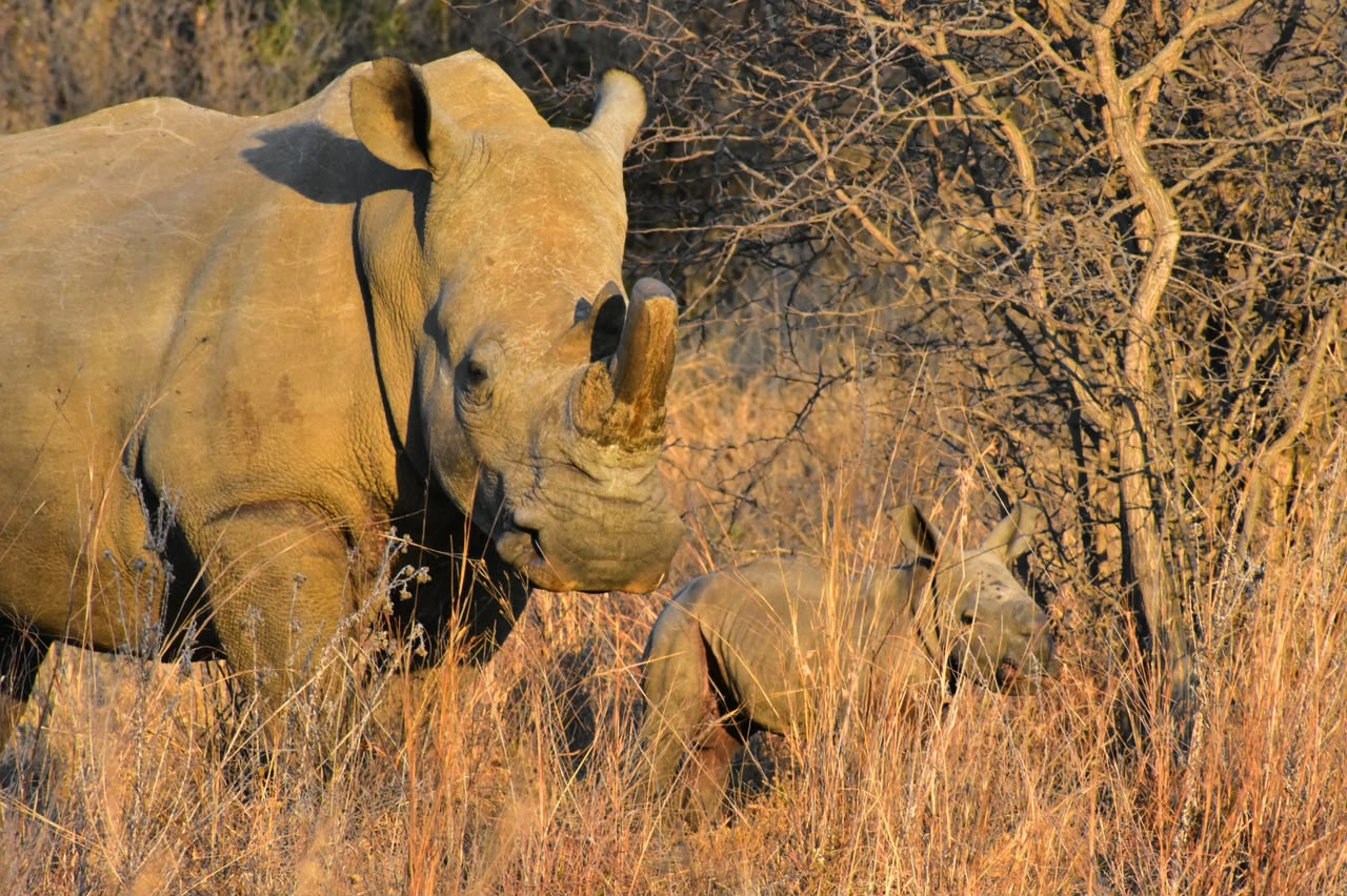 Dinokeng
