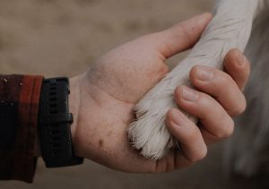 Midrand SPCA