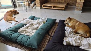 Double Adoption
