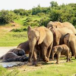Addo Elephant Park