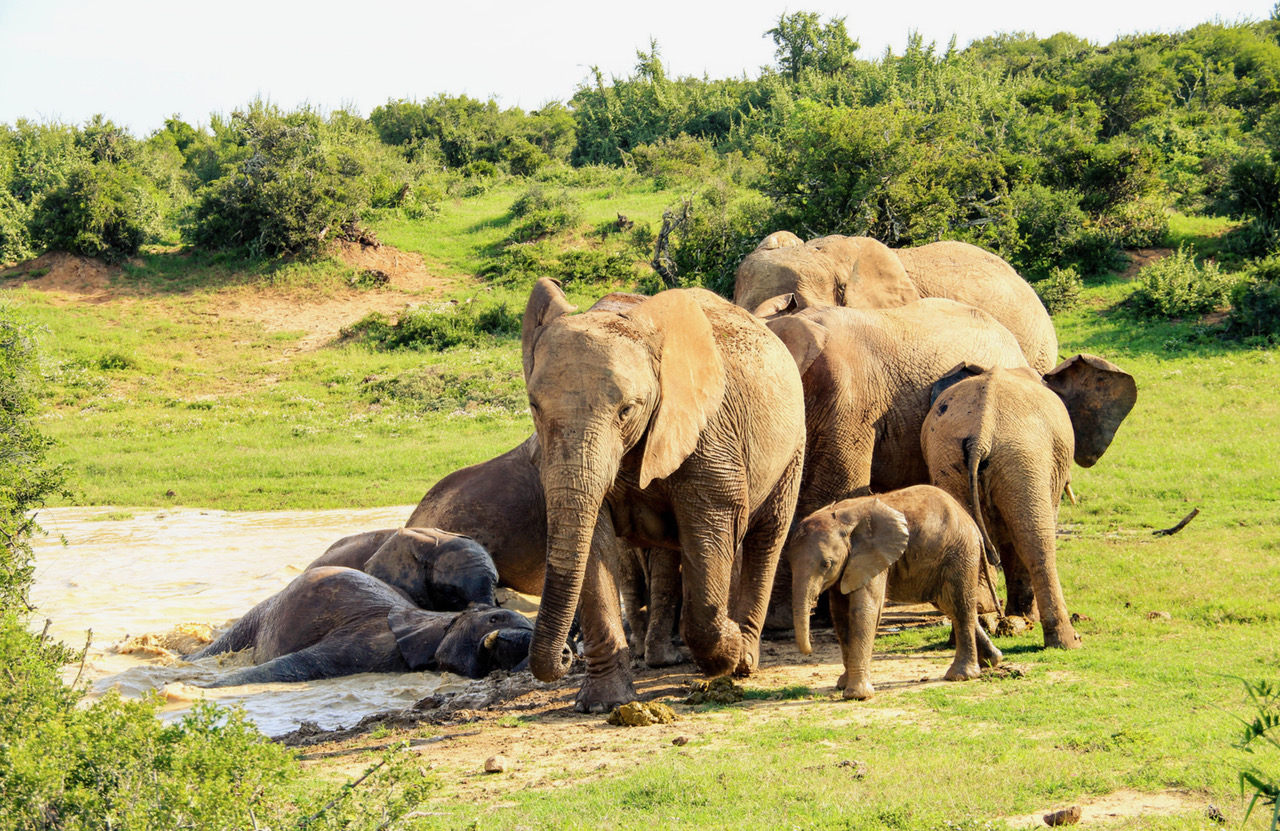 Addo Elephant Park