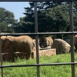 Lammie, Mopane and Ramadiba: The Fight for Their Freedom Continues!