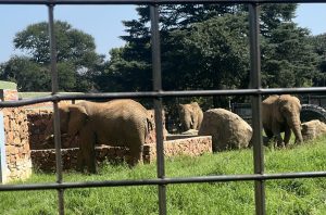 Lammie, Mopane and Ramadiba: The Fight for Their Freedom Continues!