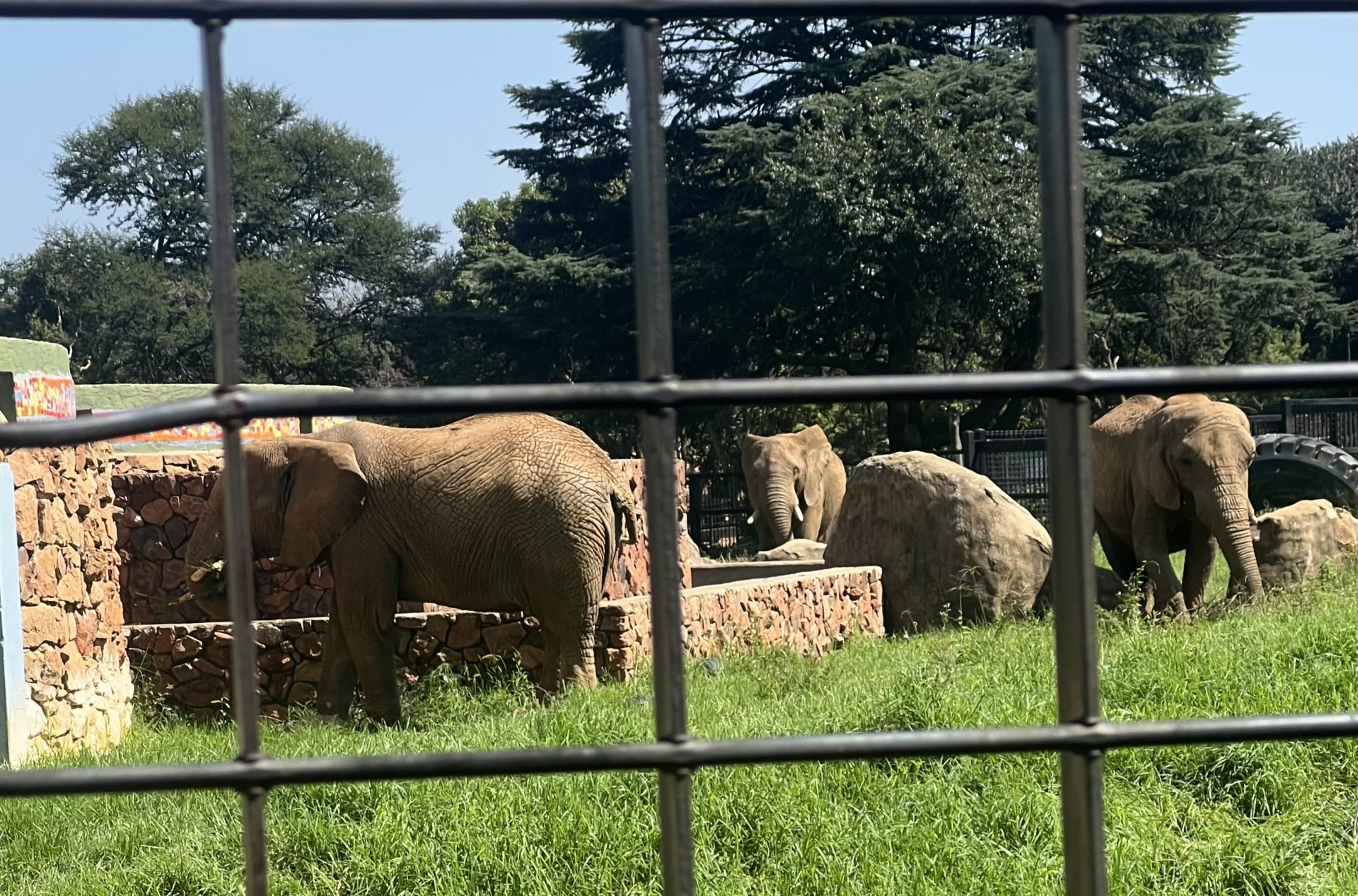 Lammie, Mopane and Ramadiba: The Fight for Their Freedom Continues!