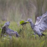 Wildlife Photographer of the Year