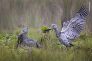 Wildlife Photographer of the Year