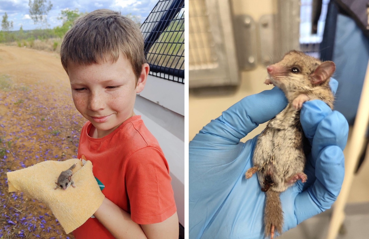 Animal Shelter