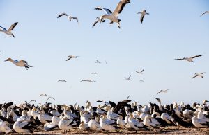 CapeNature