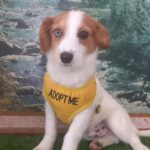 Six-Month-Old Leo Is Still Waiting for His Forever Home