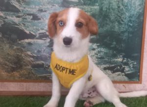 Six-Month-Old Leo Is Still Waiting for His Forever Home