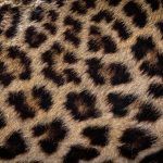 Leopards