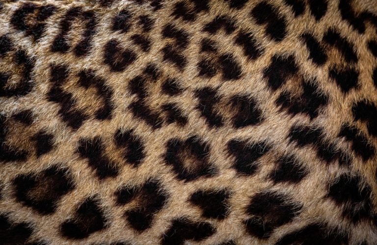 Leopards
