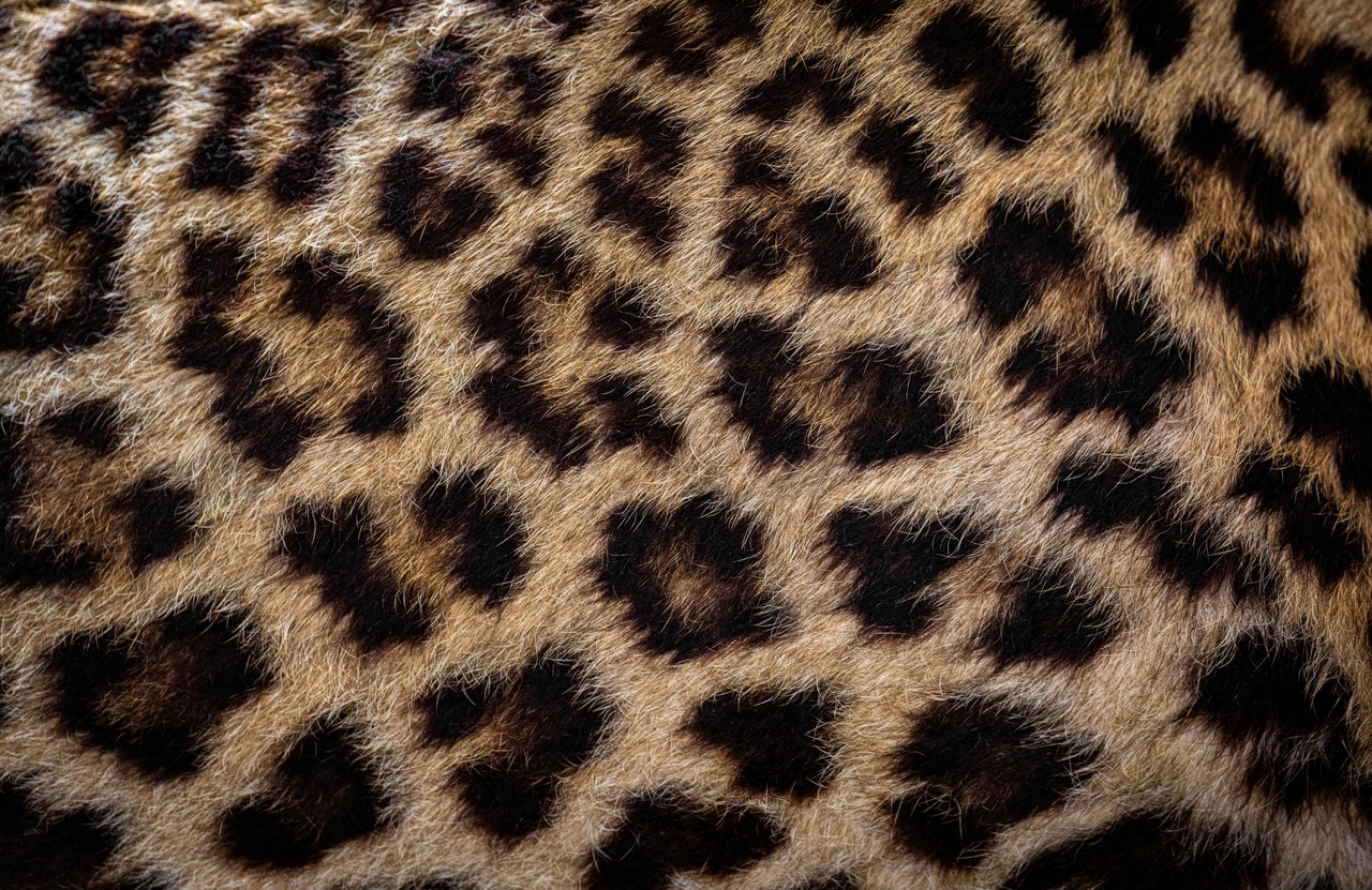 Leopards