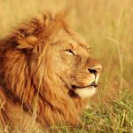 Lions