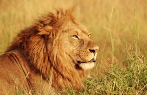 Lions