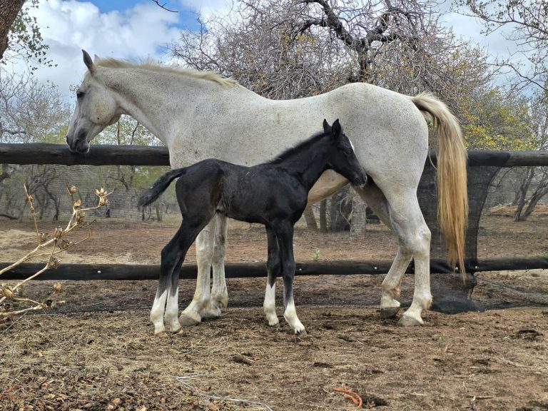 in vitro foals South Africa
