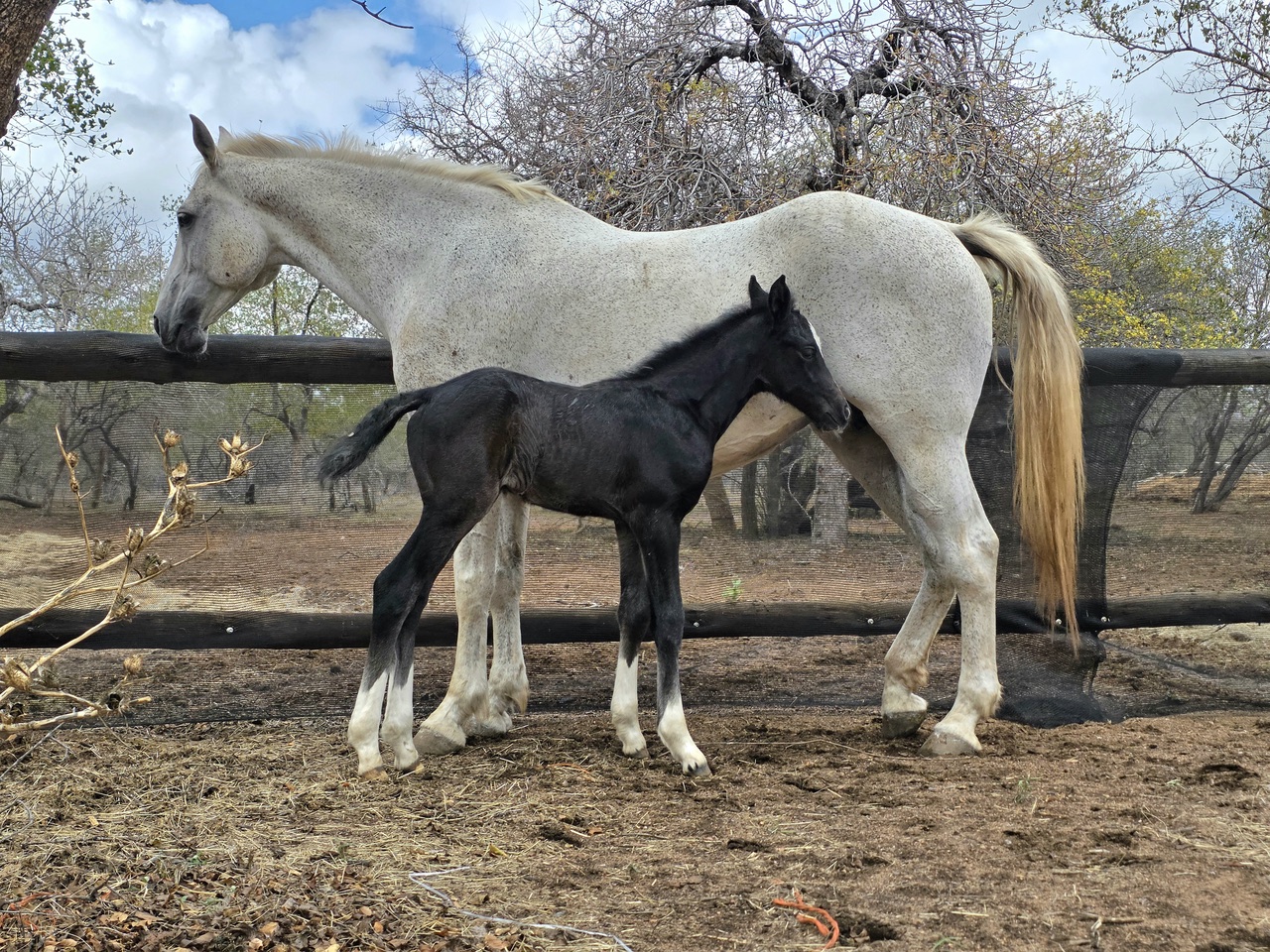 in vitro foals South Africa
