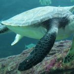 Nori Green Turtle