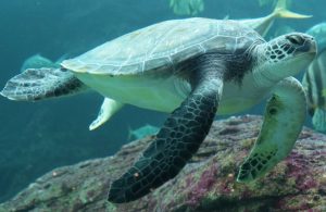 Nori Green Turtle