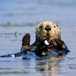 Otters