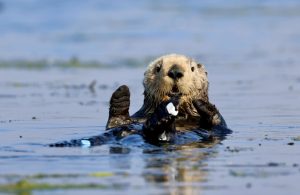 Otters